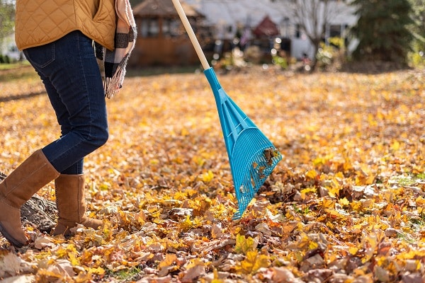 Healthy Lawn
