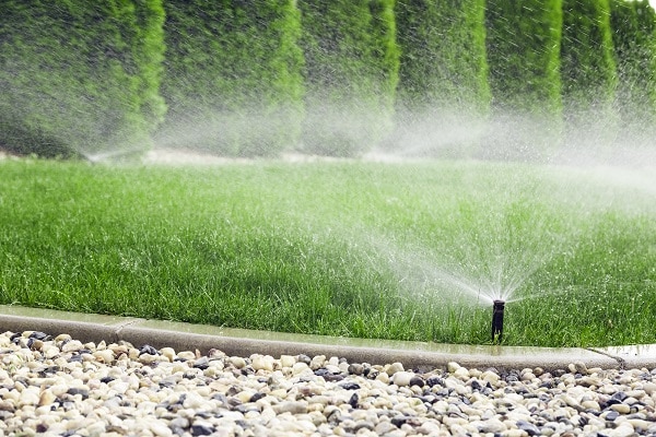 Healthy Lawn