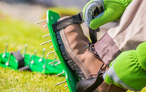 Healthy Lawn