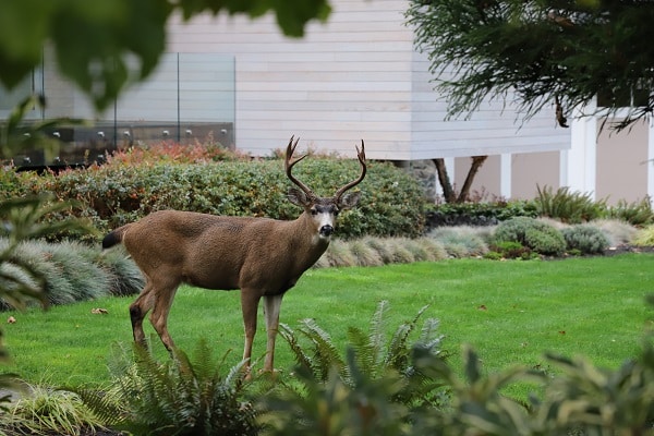 Lawn Maintenance