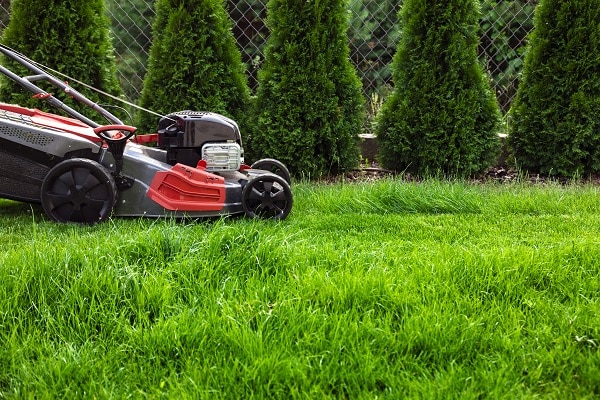 Lawn Maintenance