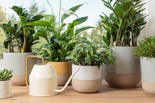 Plants