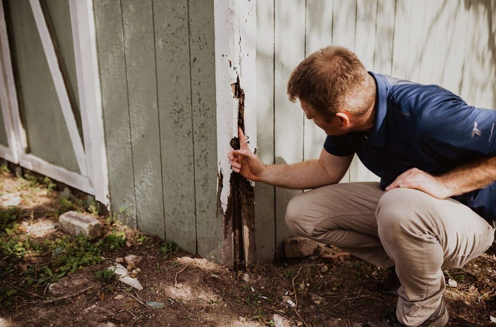 How To Conduct A DIY Termite Inspection