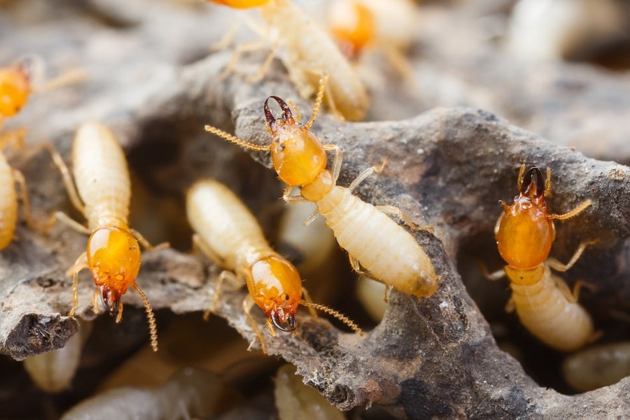 How To Conduct A DIY Termite Inspection