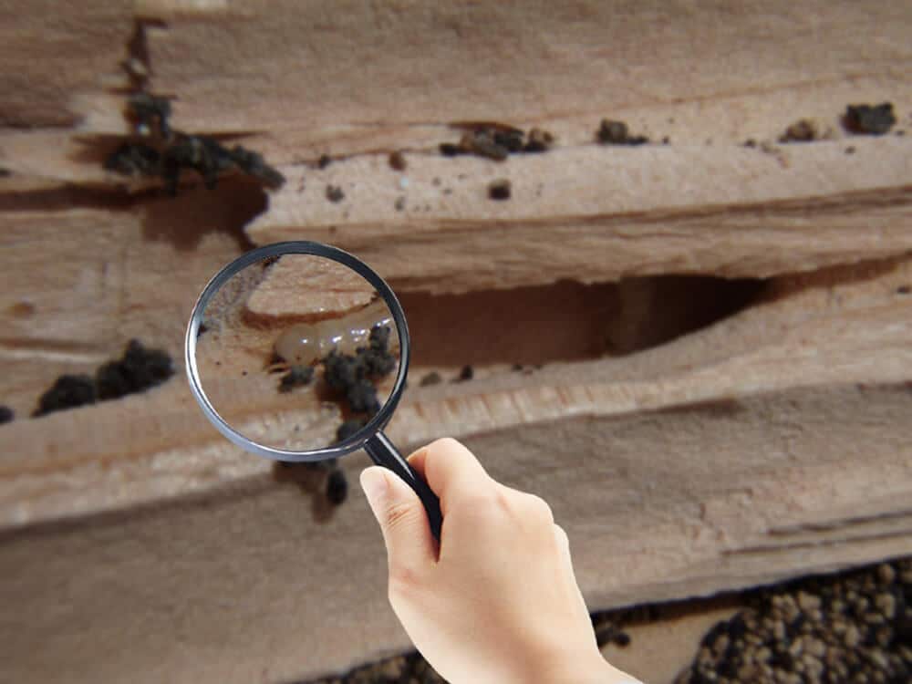 How To Conduct A DIY Termite Inspection