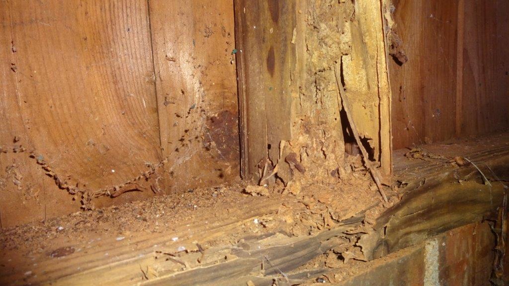 How To Conduct A DIY Termite Inspection