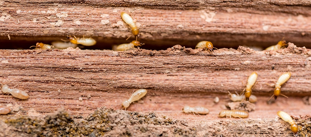 How To Conduct A DIY Termite Inspection