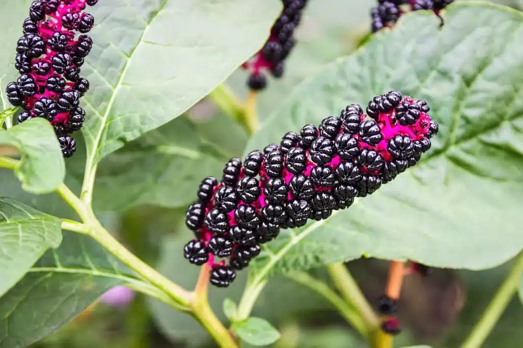Poisonous Plants Disguised as Culinary Delights