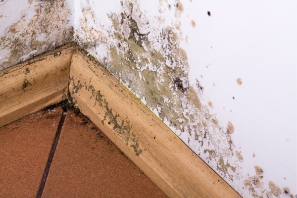 Truth About Household Mold