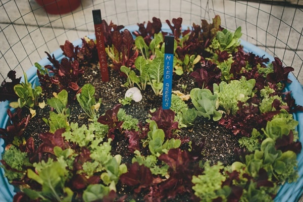 Vegetables