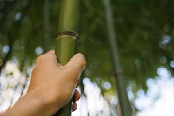 uses for bamboo