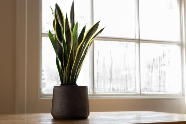 These Plants Are a Must-Have for Every Home