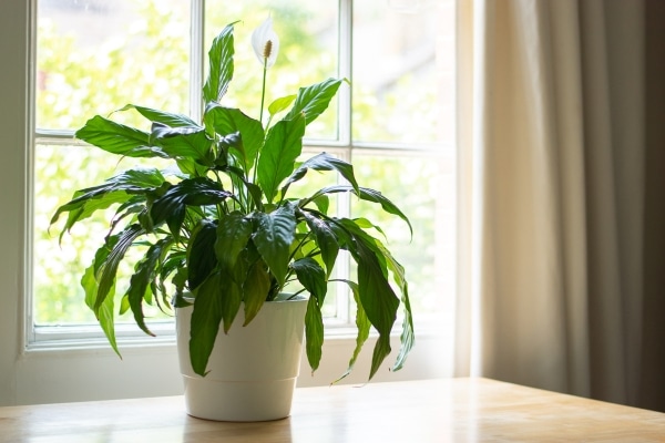These Plants Are a Must-Have for Every Home