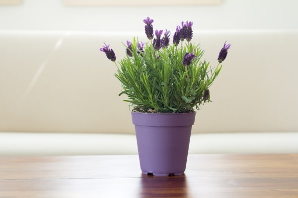 These Plants Are a Must-Have for Every Home