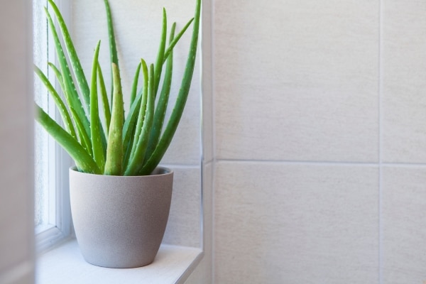 These Plants Are a Must-Have for Every Home