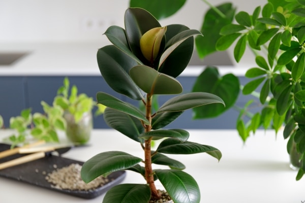 Houseplants That Clean The Air