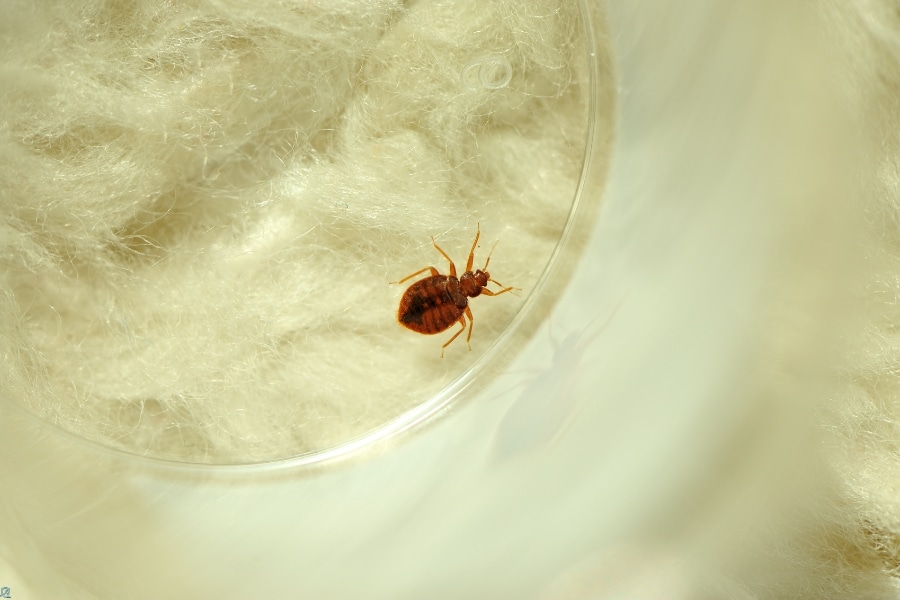 Places Bedbugs Can Hide